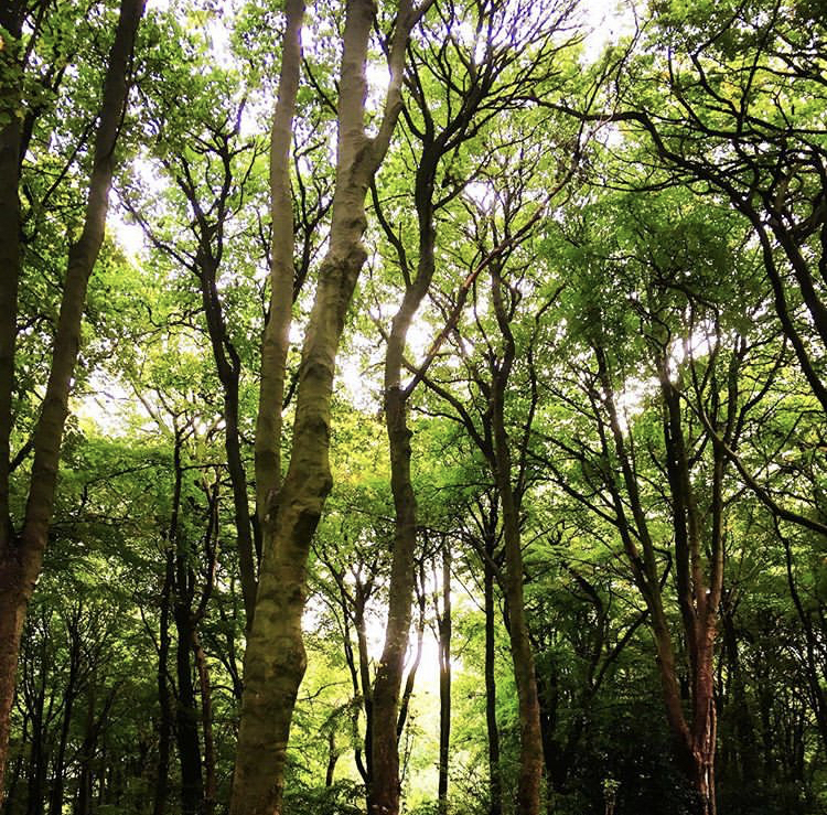 Avian love song…and a mysterious hush!