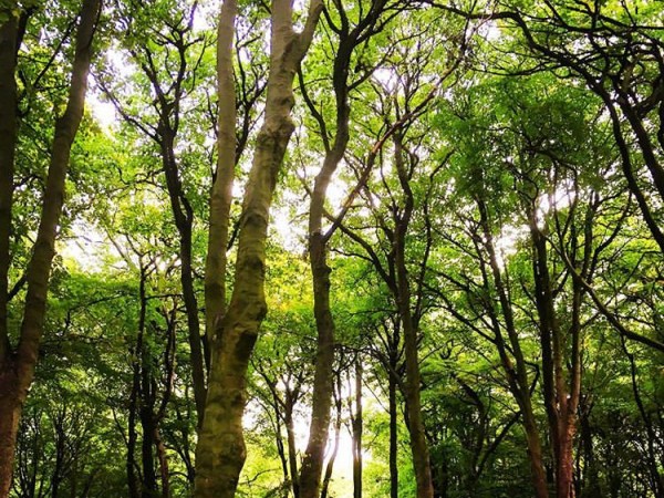 Avian love song…and a mysterious&nbsp;hush!