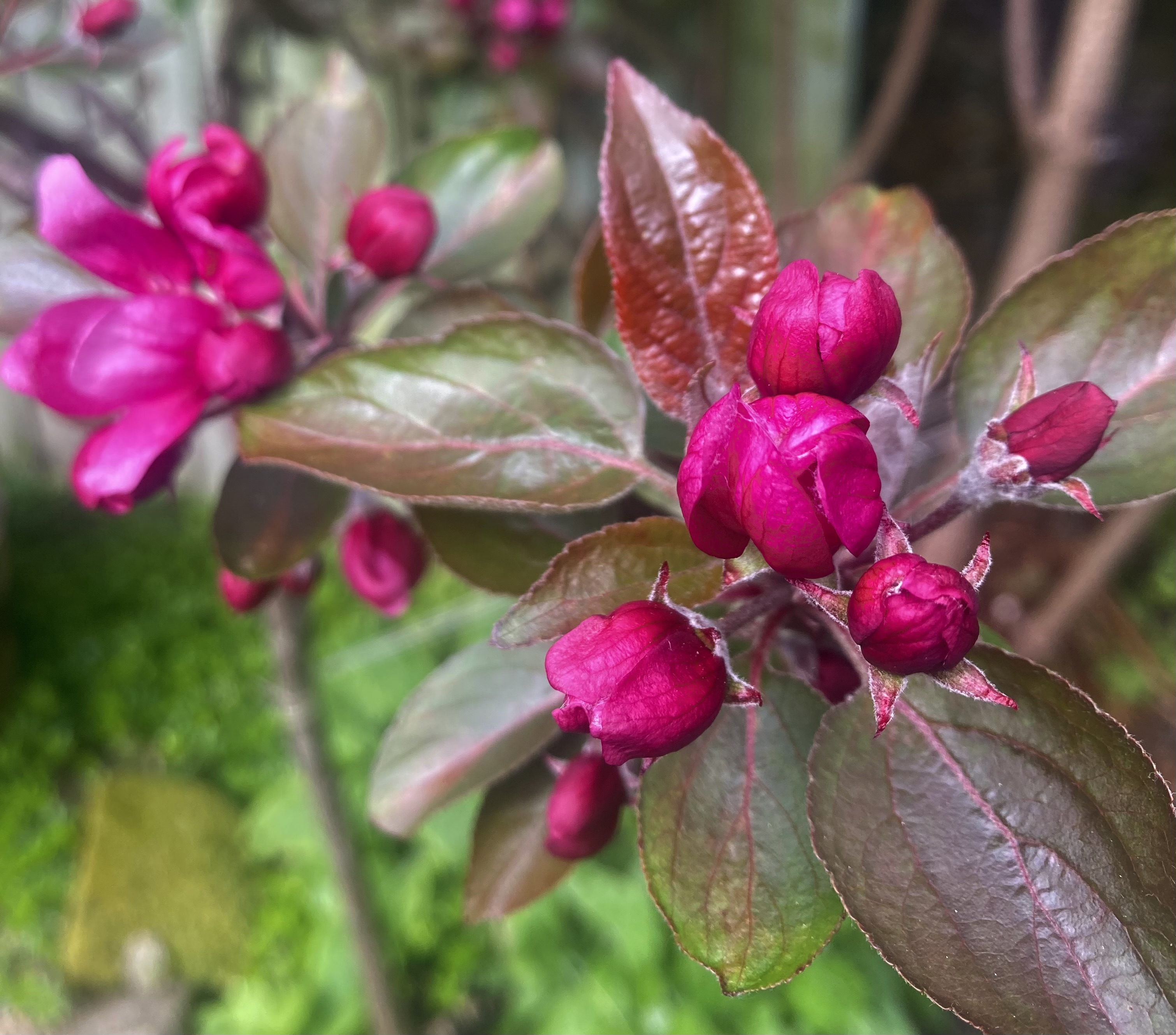 A Blossom Takeover (Voice Note 3)